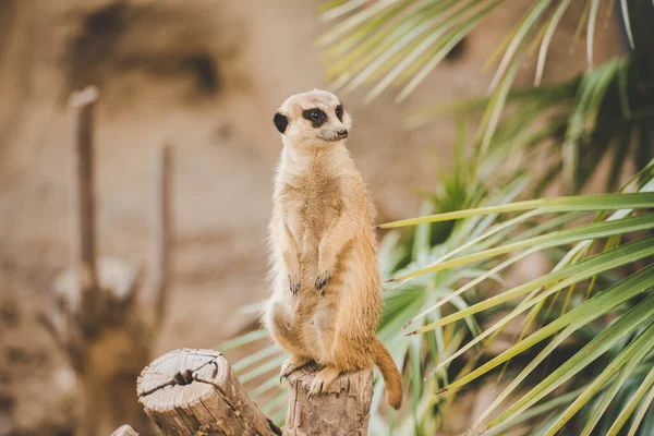 Meerkat en las patas traseras. Retrato de suricata de pie sobre patas traseras con expresión de alerta. Retrato de una divertida suricata sentada en sus patas traseras sobre un cáñamo de madera cerca de una palmera —  Fotos de Stock