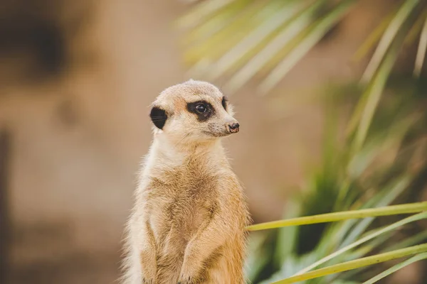 Meerkat a hátsó lábon. A hátsó lábakon álló szurikáta arcképe riadó arckifejezéssel. Egy vicces szurikáta portréja, amint a hátsó lábain ül egy fakenderen egy pálmafa mellett. — Stock Fotó