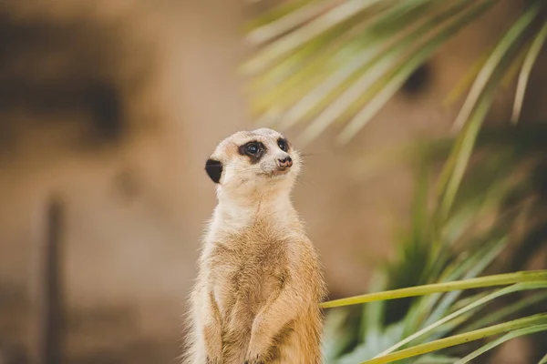 Meerkat a hátsó lábon. A hátsó lábakon álló szurikáta arcképe riadó arckifejezéssel. Egy vicces szurikáta portréja, amint a hátsó lábain ül egy fakenderen egy pálmafa mellett. — Stock Fotó