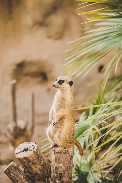 Meerkat on hind legs. Portrait of meerkat standing on hind legs with alert expression. Portrait of a funny meerkat sitting on its hind legs on a wooden hemp near a palm tree