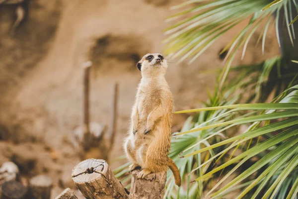 Meerkat a hátsó lábon. A hátsó lábakon álló szurikáta arcképe riadó arckifejezéssel. Egy vicces szurikáta portréja, amint a hátsó lábain ül egy fakenderen egy pálmafa mellett. — Stock Fotó