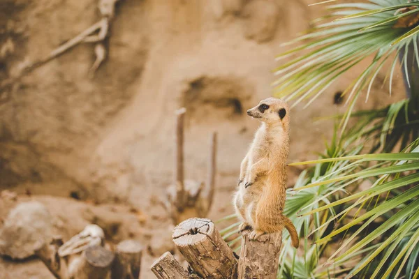 Meerkat a hátsó lábon. A hátsó lábakon álló szurikáta arcképe riadó arckifejezéssel. Egy vicces szurikáta portréja, amint a hátsó lábain ül egy fakenderen egy pálmafa mellett. — Stock Fotó