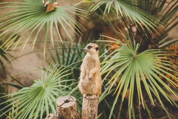 Meerkat a hátsó lábon. A hátsó lábakon álló szurikáta arcképe riadó arckifejezéssel. Egy vicces szurikáta portréja, amint a hátsó lábain ül egy fakenderen egy pálmafa mellett. — Stock Fotó