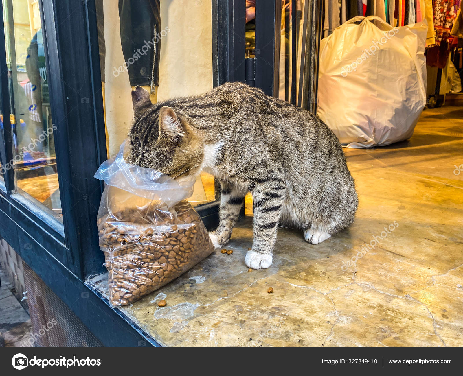 Cute cat store hot sale