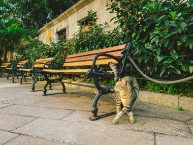 İstanbul 'da kedi, Türkiye. Evsiz Şirin Kedi. İstanbul 'da bir sokak kedisi. Evsiz hayvanlar teması
