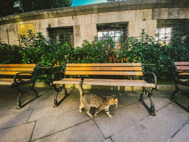 İstanbul 'da kedi, Türkiye. Evsiz Şirin Kedi. İstanbul 'da bir sokak kedisi. Evsiz hayvanlar teması