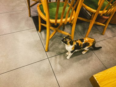 İstanbul 'da kedi, Türkiye. Evsiz Şirin Kedi. İstanbul 'da bir sokak kedisi. Evsiz hayvanlar teması. Küstah kedi restoranda yemek ister. Kafenin içindeki sokak hayvanı.