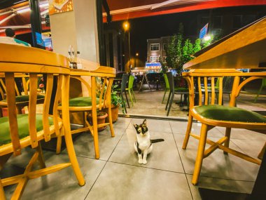 Cat in Istanbul, Türkiye 24 Ekim 2019. Evsiz Şirin Kedi. İstanbul 'da bir sokak kedisi. Evsiz hayvanlar teması. Küstah kedi restoranda yemek ister. Kafenin içindeki sokak hayvanı.