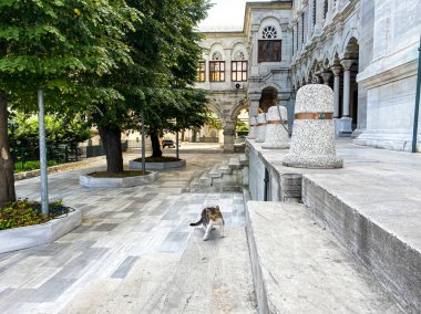 İstanbul 'da kedi, Türkiye. Evsiz Şirin Kedi. İstanbul 'da bir sokak kedisi. Evsiz hayvanlar teması. İstanbul 'daki camide sokak kedisi