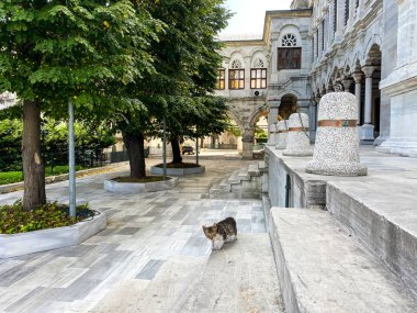 İstanbul 'da kedi, Türkiye. Evsiz Şirin Kedi. İstanbul 'da bir sokak kedisi. Evsiz hayvanlar teması. İstanbul 'daki camide sokak kedisi