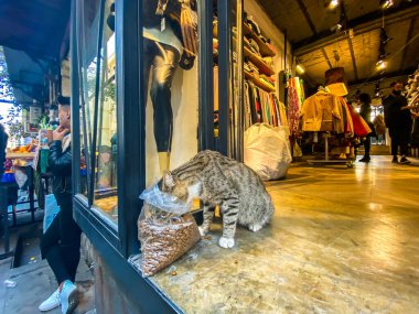 Cat in Istanbul, Türkiye 27 Ekim 2019. Evsiz Şirin Kedi. İstanbul 'da bir sokak kedisi. Evsiz hayvanlar teması. Evsiz sokak kedisi İstanbul 'un merkezindeki bir dükkanda yemek yiyor.
