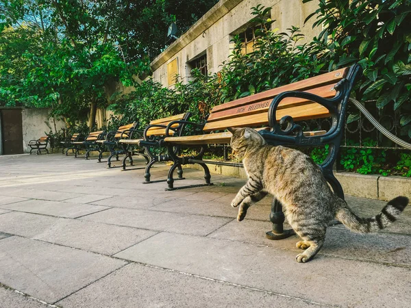 Kot w Stambule, Turcja. Bezdomny, słodki kot. Uliczny kot w Stambule. Temat dotyczący zwierząt bezdomnych — Zdjęcie stockowe