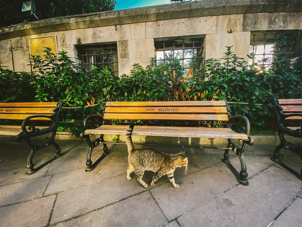 Cat en Estambul, Turquía. Gato lindo sin hogar. Un gato callejero en Estambul. Tema Animales sin hogar —  Fotos de Stock