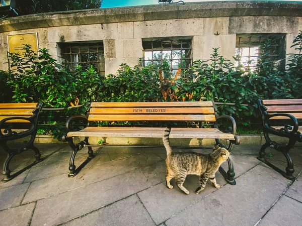Cat en Estambul, Turquía. Gato lindo sin hogar. Un gato callejero en Estambul. Tema Animales sin hogar —  Fotos de Stock