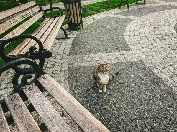 Cat en Estambul, Turquía. Gato lindo sin hogar. Un gato callejero en Estambul. Tema Animales sin hogar —  Fotos de Stock