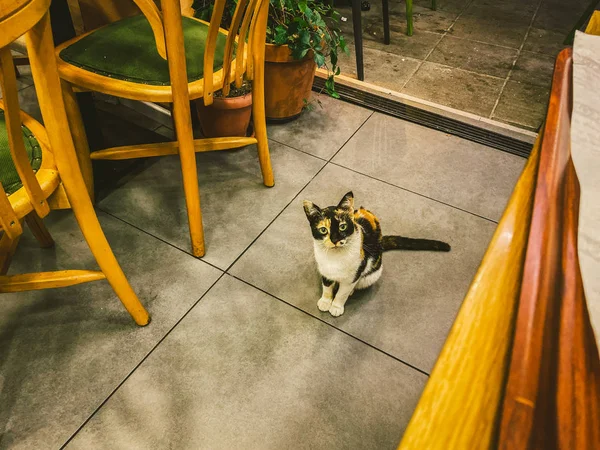 Cat in Istanbul, Turkey. Homeless Cute Cat. A street cat in Istanbul. Homeless animals theme. Insolent cat asks for food in a restaurant. Street animal inside the cafe