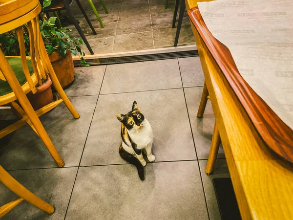 Cat in Istanbul, Turkey. Homeless Cute Cat. A street cat in Istanbul. Homeless animals theme. Insolent cat asks for food in a restaurant. Street animal inside the cafe — Stock Photo, Image