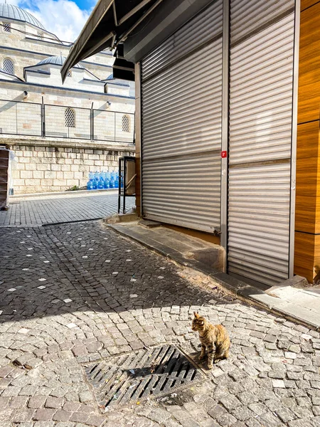 Cat en Estambul, Turquía. Gato lindo sin hogar. Un gato callejero en Estambul. Tema de animales sin hogar. Un gato callejero en la calle de Estambul en un día soleado en la parte antigua de la ciudad cerca de la mezquita de tiendas cerradas —  Fotos de Stock