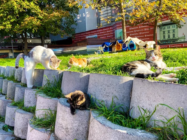 İstanbul, Türkiye 'de 27 Ekim 2019' da evsiz kediler için ev yapımı evler. Aptal sokak kedileri güneşli bir günde şehirde dinleniyor. — Stok fotoğraf