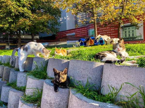 İstanbul, Türkiye 'de 27 Ekim 2019' da evsiz kediler için ev yapımı evler. Aptal sokak kedileri güneşli bir günde şehirde dinleniyor. — Stok fotoğraf