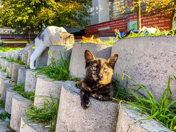 2019年10月27日，土耳其伊斯坦布尔为无家可归的猫建造的住所。 在一个阳光明媚的城市里,愚蠢的街头猫休息一下 — 图库照片