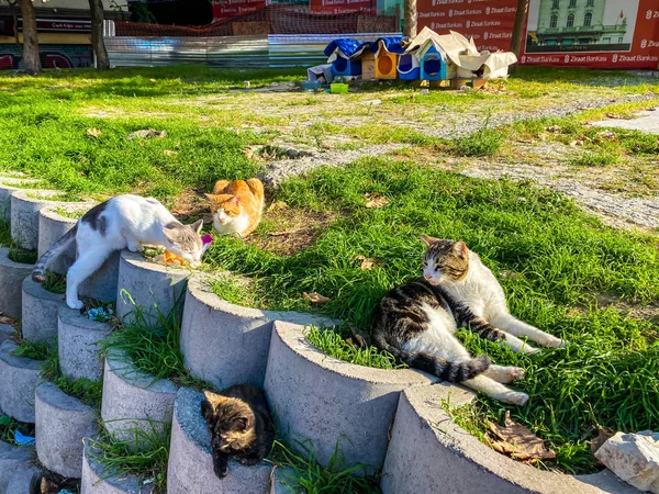 Hausgemachte Unterkunft für obdachlose Katzen in Istanbul, Türkei 27. Oktober 2019. törichte Straßenkatzen ruhen sich an einem sonnigen Tag in der Stadt aus — Stockfoto