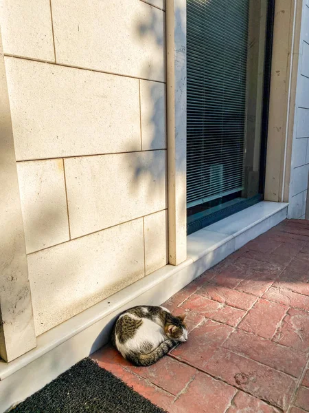 Gato em Istambul, Turquia. Gato bonito sem-abrigo. Um gato de rua em Istambul. Tema dos animais sem abrigo — Fotografia de Stock