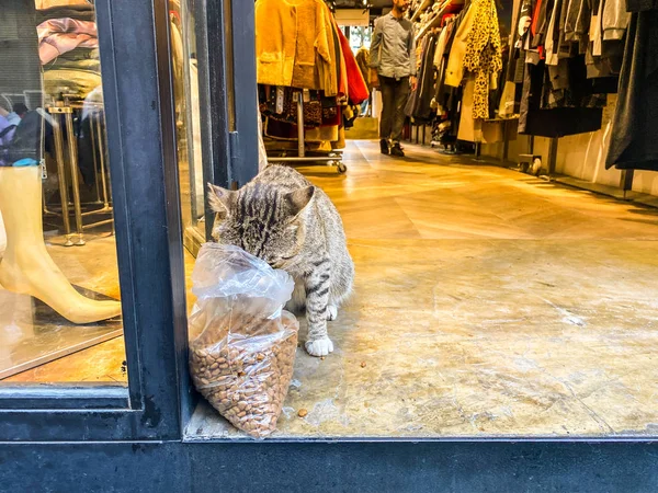 Cat di Istanbul, Turki. Kucing lucu tuna wisma. Seekor kucing jalanan di Istanbul. Tema hewan tunawisma. Kucing jalanan yang tersesat makan makanan di dalam toko di pusat Istanbul — Stok Foto