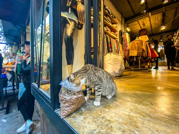 Cat in Istanbul, Türkiye 27 Ekim 2019. Evsiz Şirin Kedi. İstanbul 'da bir sokak kedisi. Evsiz hayvanlar teması. Evsiz sokak kedisi İstanbul 'un merkezindeki bir dükkanda yemek yiyor. — Stok fotoğraf