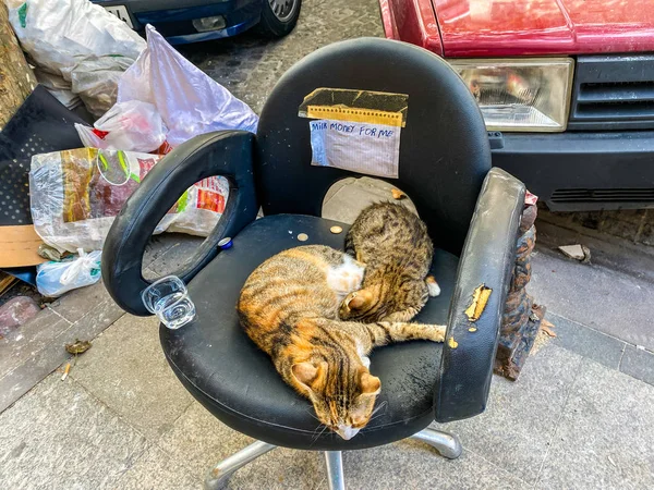 Cat en Estambul, Turquía. Gato lindo sin hogar. Un gato callejero en Estambul. Tema de animales sin hogar. Graciosos gatos vagabundos piden dinero para comida y leche tirados al lado de una silla en Estambul —  Fotos de Stock