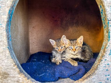 İstanbul, Türkiye 'de evsiz kediler için sokak evi. Kedi kulübesi sokakta evsiz kediler için duruyor. Sokak hayvanlarıyla ilgilenme kavramı. Tahta Kedi Kulübesi