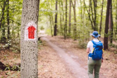 Ormanda yürüyüş izleri var. Ağaçtaki turist rotasını işaretliyorum. Turistik yol tabelası. Seyahat yolu tabelası. Sırt çantalı bir turist gezgini akıllı telefon kullanır