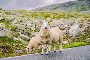Koyun yolda yürüyor. Norveç manzarası. Norveç 'te yolda bir sürü koyun var. İskandinavya 'da bir dağ yolunda rree otlağı koyunu. Koyun çiftliği. Koyunlu dağ yolu
