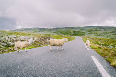Koyun yolda yürüyor. Norveç manzarası. Norveç 'te yolda bir sürü koyun var. İskandinavya 'da bir dağ yolunda rree otlağı koyunu. Koyun çiftliği. Koyunlu dağ yolu