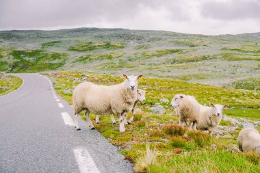 Koyun yolda yürüyor. Norveç manzarası. Norveç 'te yolda bir sürü koyun var. İskandinavya 'da bir dağ yolunda rree otlağı koyunu. Koyun çiftliği. Koyunlu dağ yolu