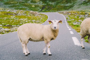 Koyun yolda yürüyor. Norveç manzarası. Norveç 'te yolda bir sürü koyun var. İskandinavya 'da bir dağ yolunda rree otlağı koyunu. Koyun çiftliği. Koyunlu dağ yolu