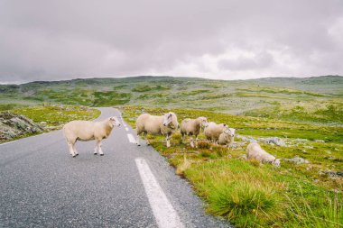 Koyun yolda yürüyor. Norveç manzarası. Norveç 'te yolda bir sürü koyun var. İskandinavya 'da bir dağ yolunda rree otlağı koyunu. Koyun çiftliği. Koyunlu dağ yolu