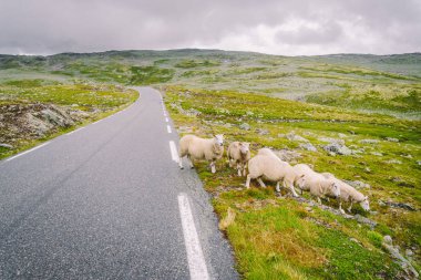 Koyun yolda yürüyor. Norveç manzarası. Norveç 'te yolda bir sürü koyun var. İskandinavya 'da bir dağ yolunda rree otlağı koyunu. Koyun çiftliği. Koyunlu dağ yolu