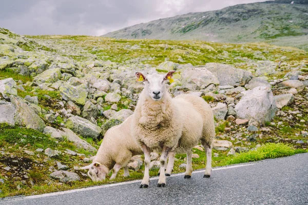 Sheep walking along road. Norway landscape. A lot of sheep on the road in Norway. Rree range sheep on a mountain road in Scandinavia. Sheep Farming. Mountain road with sheeps