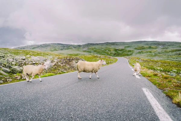 Koyun yolda yürüyor. Norveç manzarası. Norveç 'te yolda bir sürü koyun var. İskandinavya 'da bir dağ yolunda rree otlağı koyunu. Koyun çiftliği. Koyunlu dağ yolu