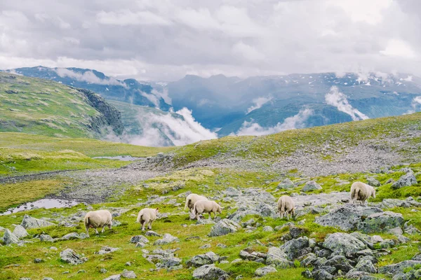 Ovejas caminando por el camino. Noruega paisaje. Un montón de ovejas en la carretera en Noruega. Gama de ovejas Rree en un camino de montaña en Escandinavia. La ganadería ovina. Camino de montaña con ovejas — Foto de Stock