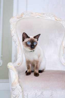 Güzel iki tonlu kedi, Mekong kısa kuyruklu, Provence 'ın iç kısımlarında pahalı bir sandalyede poz veriyor. Boynunda kedi ve kolye var.