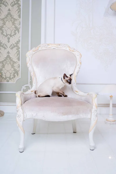 Minunată pisică cu două tonuri, rasa Mekong Bobtail, pozând pe un scaun vintage scump în interiorul Provence. Pisică și colier pe gât — Fotografie, imagine de stoc