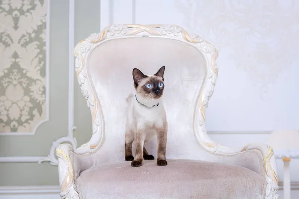 Charmant chat bicolore, Mekong Bobtail race, posant sur une chaise vintage coûteuse à l'intérieur de la Provence. Chat et collier sur le cou — Photo