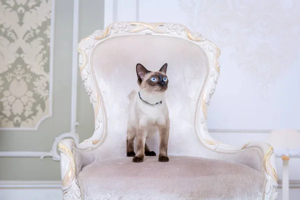 Mekong bobtail chat adulte femelle. Belle race chat Mekongsky Bobtail. chat sans queue assis sur un fauteuil chic. chaise baroque rétro dans un intérieur royal français. chat assis sur une chaise antique — Photo