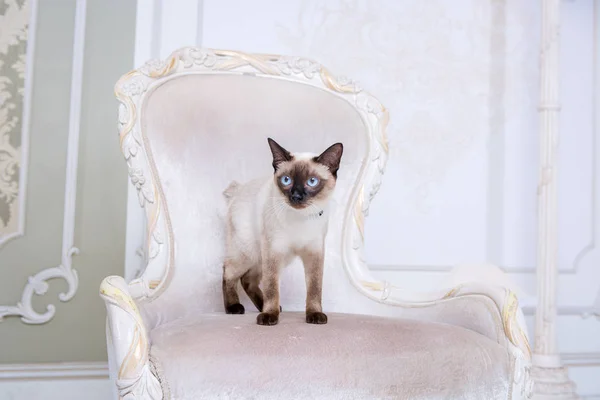 Le thème de la décoration et des bijoux pour animaux. Belle femme chat posant sur une chaise vintage à l'intérieur baroque. Mekogon Bobtail ou chat thaïlandais sans queue avec un collier sur le cou — Photo