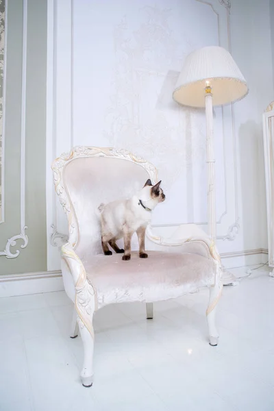 Mekong bobtail adult cat female. Beautiful breed cat Mekongsky Bobtail. pet cat without tail sitting on chic armchair. retro baroque chair in a royal French interior. cat sitting on antique chair