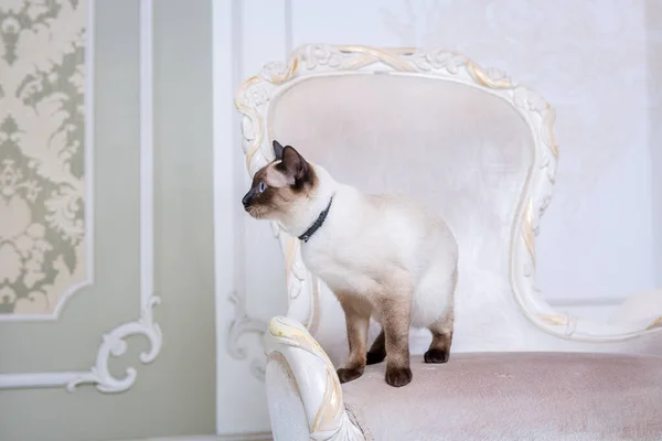 Incantevole gatto bicolore, Mekong Bobtail razza, in posa su una costosa sedia vintage all'interno della Provenza. Gatto e collana sul collo — Foto Stock