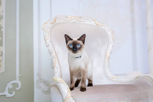 Le thème de la richesse et du luxe. Le chat narcissique impudent de race Mekong Bobtail pose sur une chaise de vinage dans un intérieur coûteux. Chat thaïlandais sans queue et bijoux. Décoration sur le cou — Photo