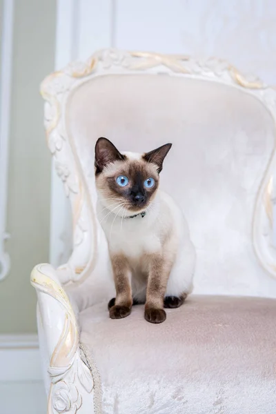 Charmant chat bicolore, Mekong Bobtail race, posant sur une chaise vintage coûteuse à l'intérieur de la Provence. Chat et collier sur le cou — Photo